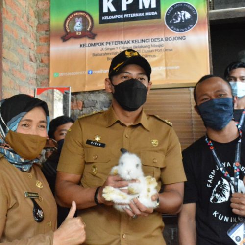 Bisnis Ternak Kelinci di Kabupaten Kuningan Perlu Dikembangkan