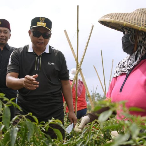 Wagub Uu Ruzhanul Tinjau Potensi Agrowisata di Sukabumi Utara