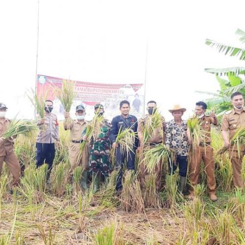 Puluhan Tahun Gagal Panen, Kini 300 Hektar Lahan Sawah di Krangkeng Panen Raya