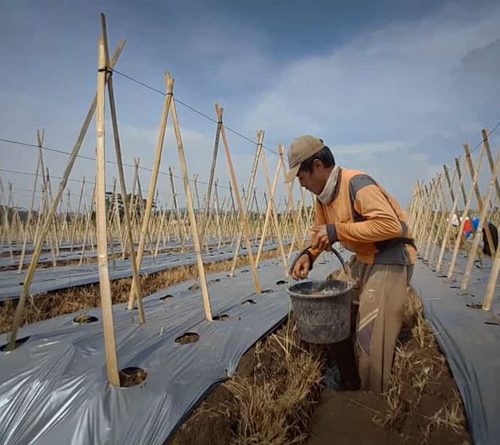 Krisis Regenerasi Petani, Agri Multi Karya Ciawigebang Bangun Petani Muda Berdaya dan Pertanian Berkelanjutan