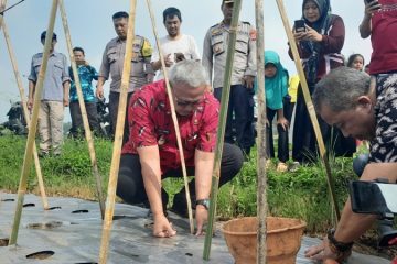 Dihadiri Bupati Kuningan, Petani Muda Agri Multi Karya Ciawigebang Tanam 12 Ribu Bibit Melon