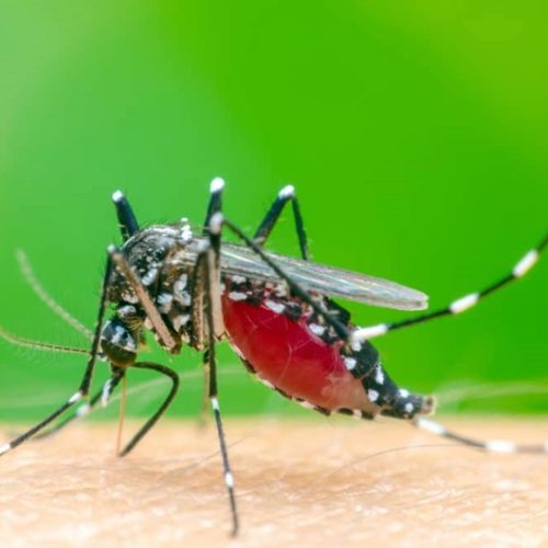 Waspada DBD, Nyamuk Dengue Ganas di Suhu Tinggi