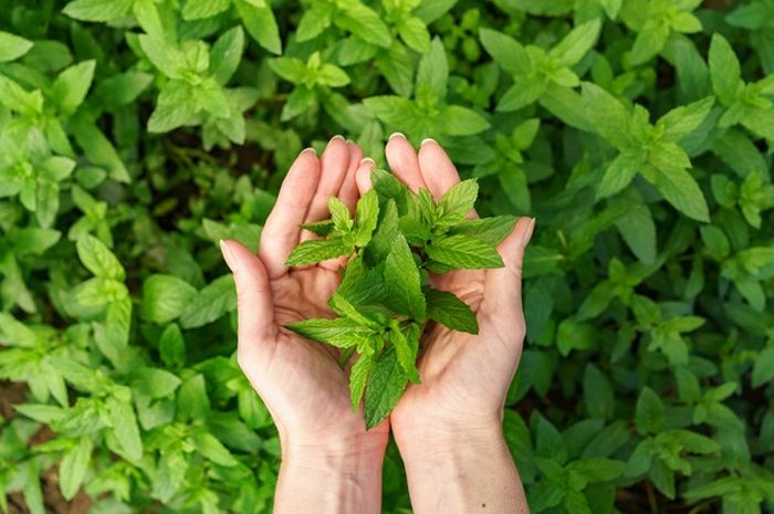 Manfaat Daun Mint untuk Mengurangi Gejala Kecemasan