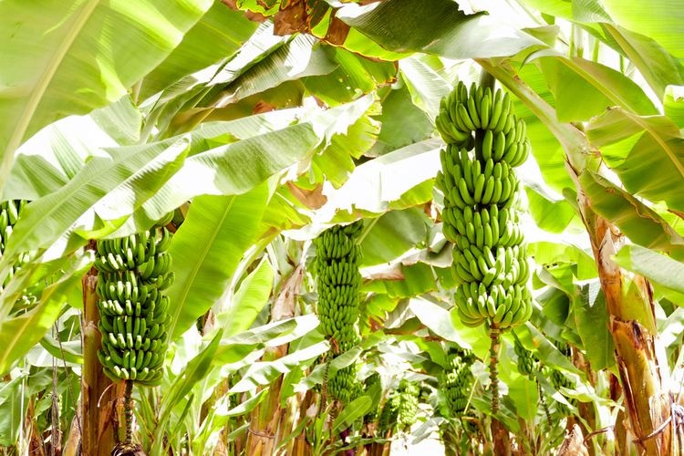 Pemanfaatan Limbah Pelepah Pisang sebagai Pakan Ternak