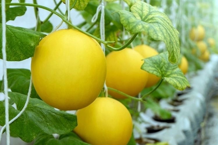 Strategi Sukses Membudidayakan Melon Golden