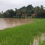 Banjir Sungai Cisanggarung, Rendam Hektaran Sawah dan Ancam Pemukiman Warga di Desa Galaherang