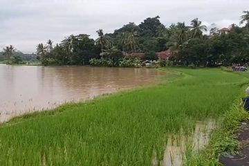 Banjir Sungai Cisanggarung, Rendam Hektaran Sawah dan Ancam Pemukiman Warga di Desa Galaherang