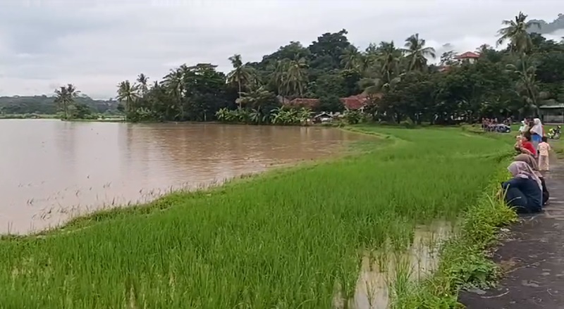 Banjir Sungai Cisanggarung, Rendam Hektaran Sawah dan Ancam Pemukiman Warga di Desa Galaherang