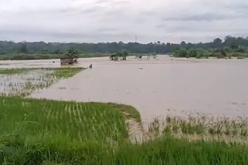 Hektaran Sawah Warga Desa Galaherang Terendam dan Tertimbun Pasir dari Luapan Banjir Sungai Cisanggarung