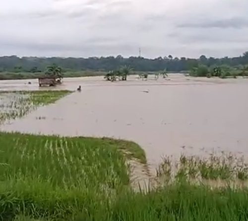 Hektaran Sawah Warga Desa Galaherang Terendam dan Tertimbun Pasir dari Luapan Banjir Sungai Cisanggarung