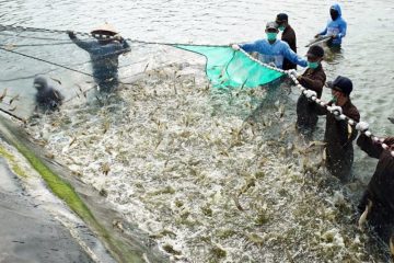 Peluang Agribisnis di Sektor Perikanan: Tantangan dan Strategi